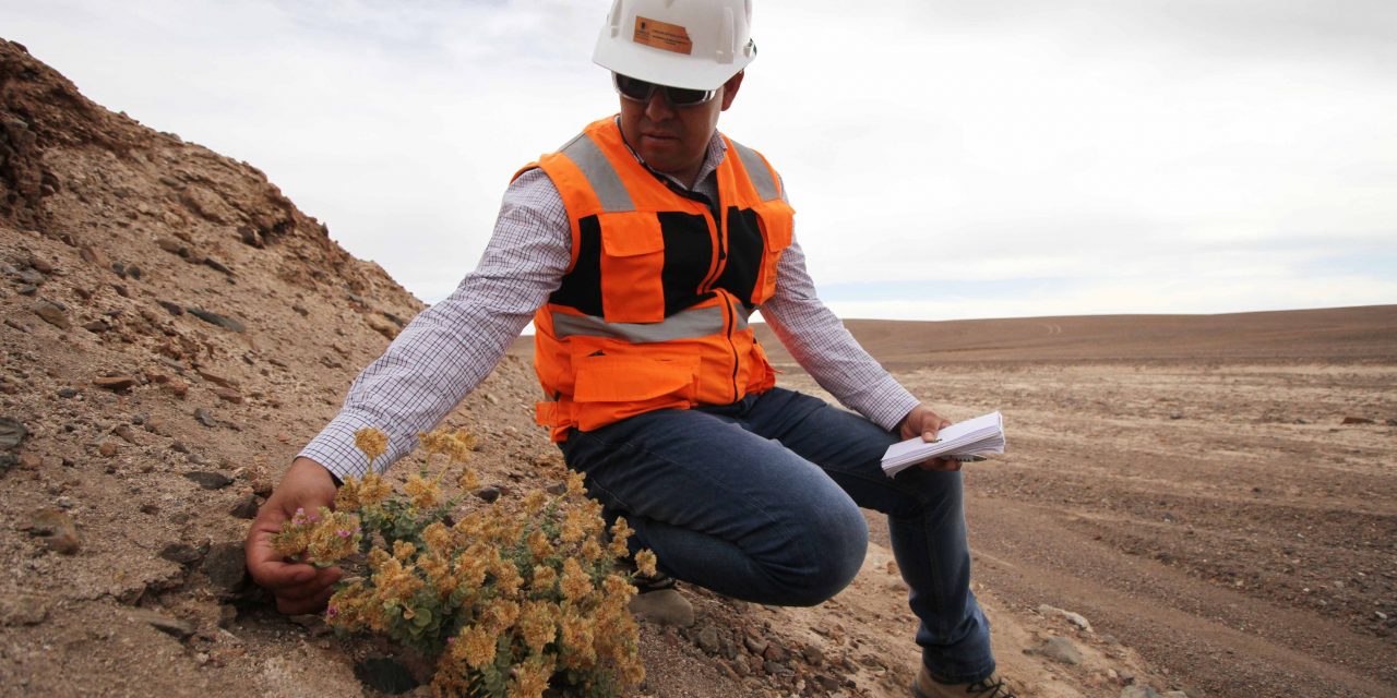 DIVISIÓN GABRIELA MISTRAL MONITOREA FLORA Y FAUNA EN FAENA Y EN ÁREAS DE VALOR AMBIENTAL