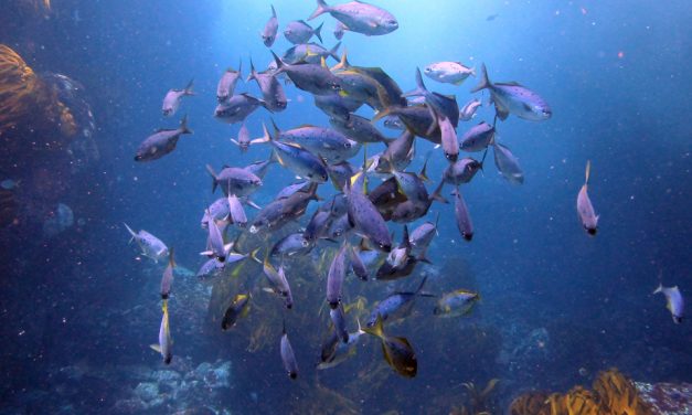 DESTACAN APORTE DE LOS CIENTÍFICOS A LA CONSERVACIÓN MARINA EN CHILE