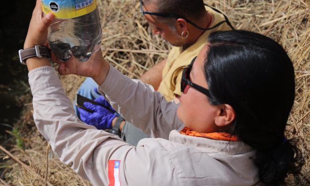 OPERATIVO DONDE PARTICIPÓ MUSEO MUHNCAL DE CALAMA RESCATA A ÚLTIMAS RANAS DEL LOA