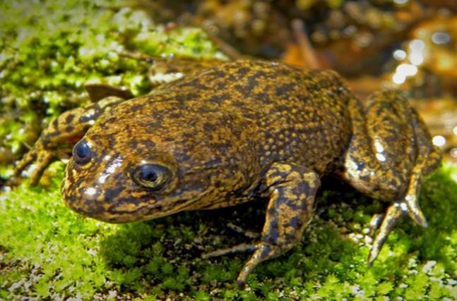 CORE APRUEBA RECURSOS PARA EJECUTAR ESTUDIO DE CONSERVACIÓN  DE   ANFIBIOS ALTOANDINOS