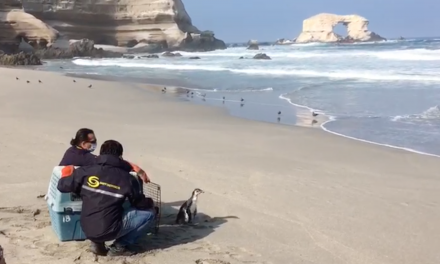 ANTOFAGASTA: TRAS MESES DE RECUPERACIÓN, LIBERAN PINGÜINO DE HUMBOLDT EN MONUMENTO NATURAL LA PORTADA