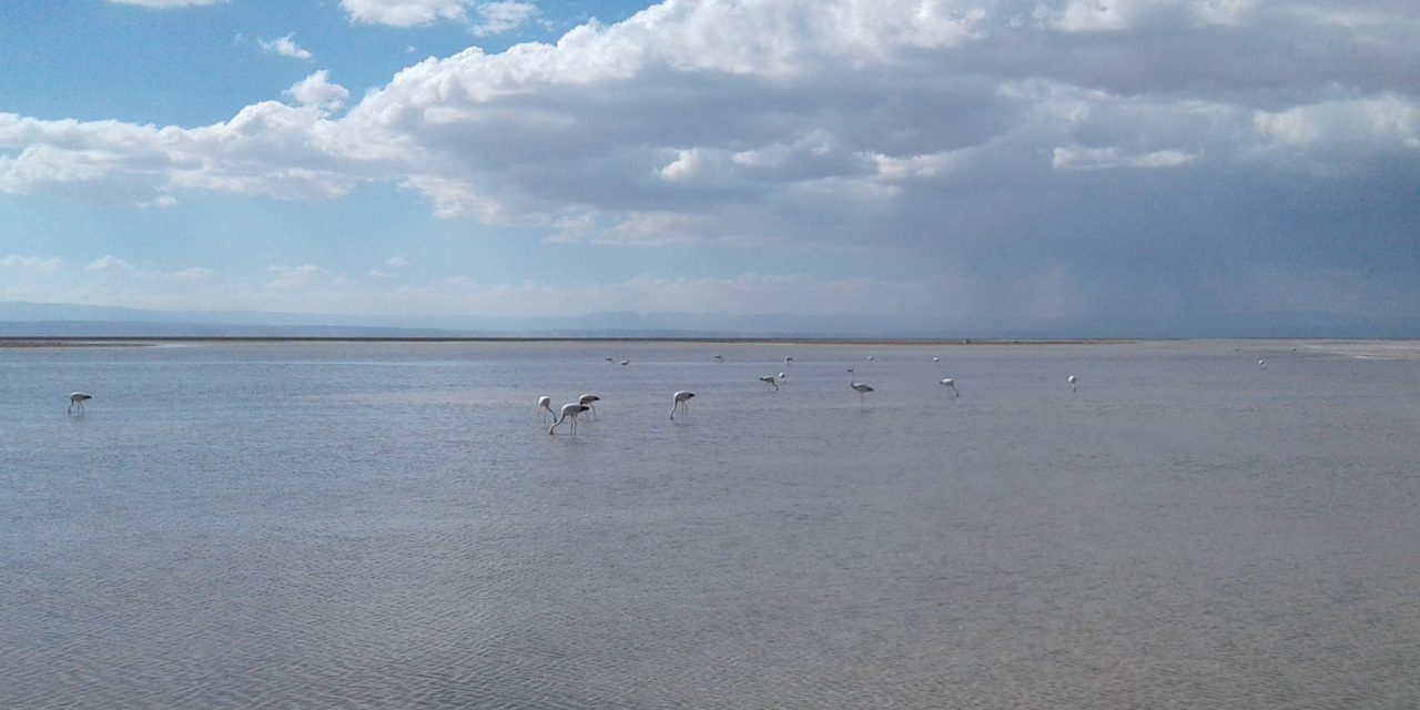 UCN inicia completo plan de monitoreo para proteger lagunas altiplánicas de la región de Antofagasta