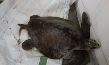 Exitoso rescate de tortuga hallada en roqueríos de Tocopilla