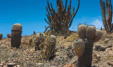 Desarrollan estudio para conservar la flora costera en riesgo de extinción de la región de Antofagasta