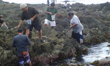 Con producción de semillas buscan repoblar praderas marinas de macroalgas