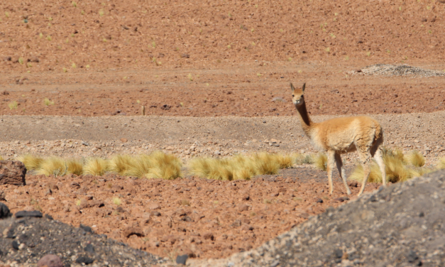 Lanzan campaña por la preservación de la fauna local
