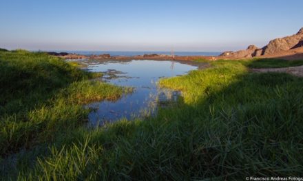 Consejo de Ministros para la Sustentabilidad declara Santuario de la Naturaleza Humedal La Chimba de Antofagasta