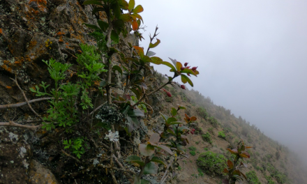 Presentan avances de estudio que investiga la flora costera de la región de Antofagasta