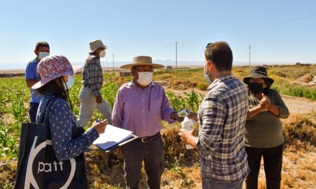 La dura lucha de la agricultura loína contra la maleza Mostaza Negra