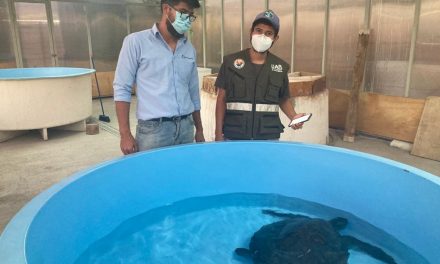 Exitoso rescate y traslado de tortuga marina realizaron Sernapesca, Municipalidad de Caldera y Universidad de Antofagasta.