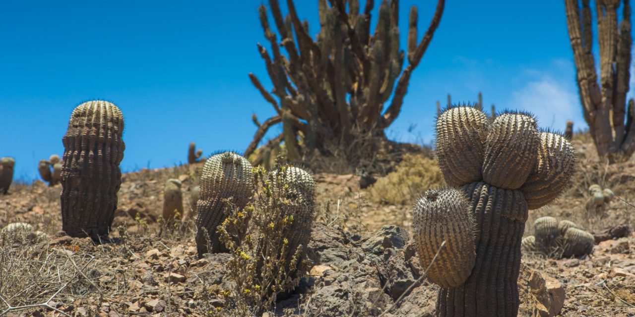 CUANTIFICAN ESPECIES CRÍTICAS DE CACTÁCEAS QUE HABITAN EN EL DESIERTO COSTERO DE LA REGIÓN DE ANTOFAGASTA