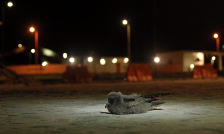 En Consulta Pública plan para la recuperación y conservación de las Golondrinas de Mar del Norte de Chile