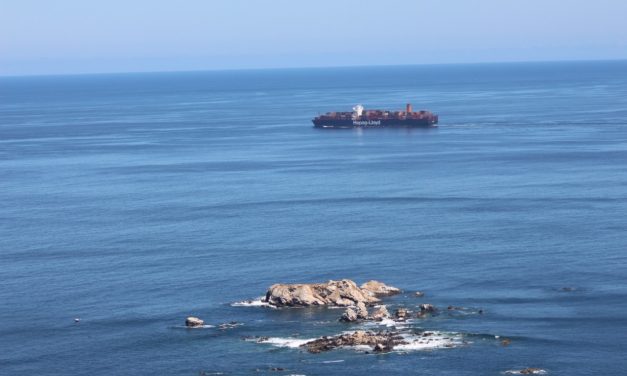 Expertos UCN proponen medidas para evitar colisiones de ballenas contra navíos en Mejillones