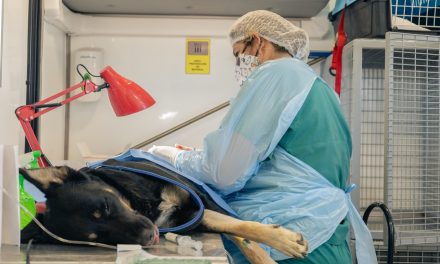 Esterilizan y chipean gratis a perros y gatos en Calama