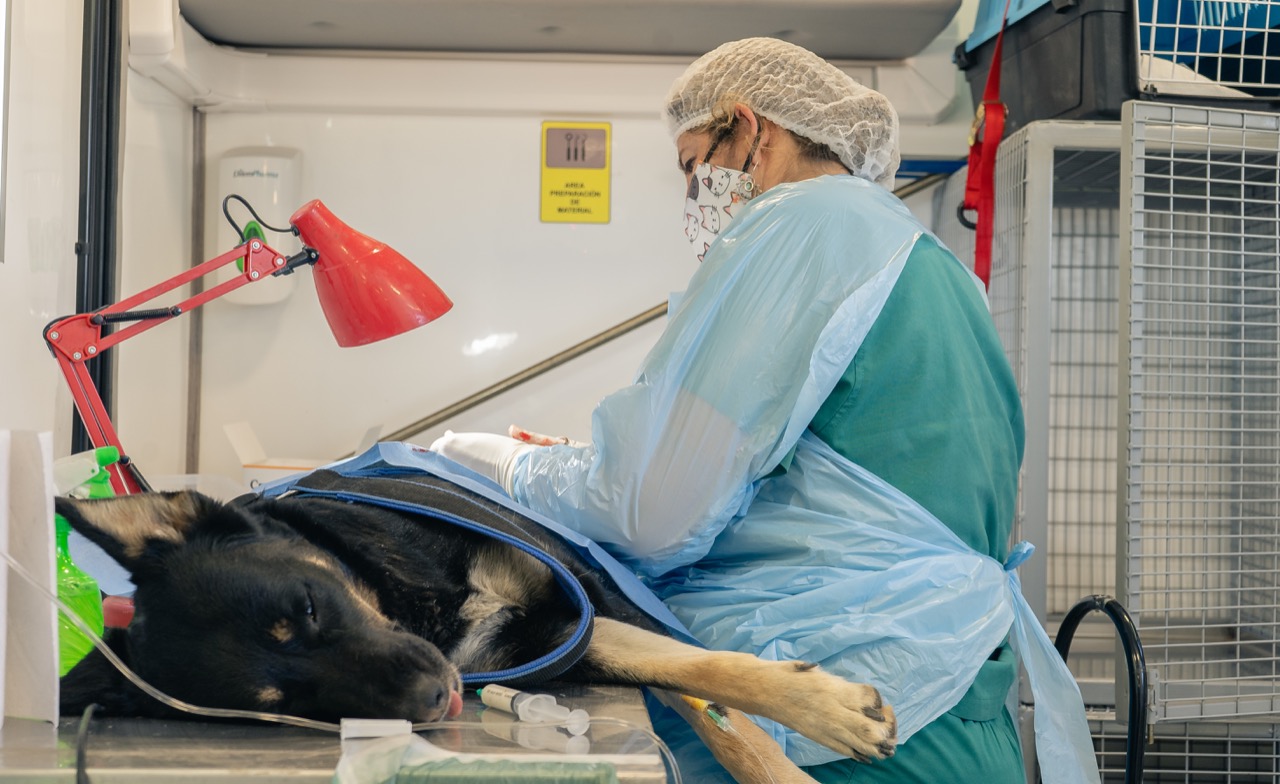 Esterilización de perros y gatos en Calama