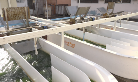Con microalgas nativas buscan remediar aguas residuales en Antofagasta
