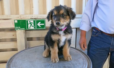 Abandono animal en Calama de perros callejeros pone en riesgo sector poniente de la comuna