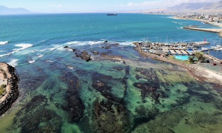 Inquieta el cuidado y preservación de la biodiversidad en la Costa de Antofagasta