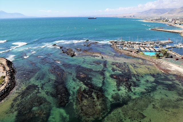 Inquieta el cuidado y preservación de la biodiversidad en la Costa de Antofagasta