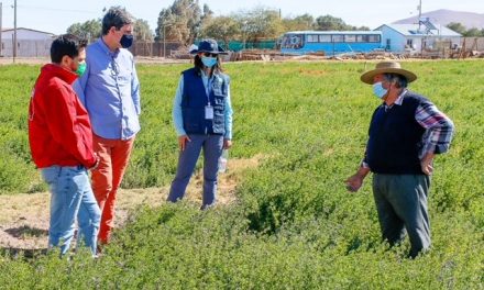 Subsecretario de Agricultura conoció en terreno daños causados por la Mostaza Negra en El Loa