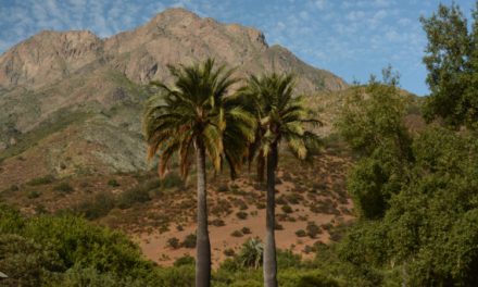 Fundación Tierra Austral: “Tenemos una inversión pendiente en nuestros ecosistemas”