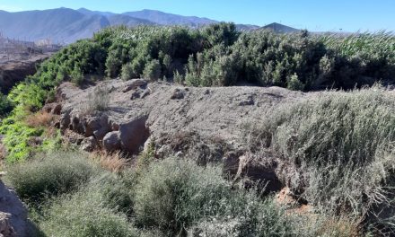 Inician trámite para reconocer ecosistema del Salar del Carmen como Humedal Urbano de Antofagasta