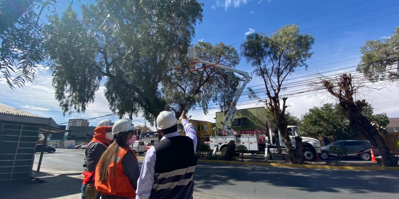 Seremi de Energía y SEC inspeccionaron en Calama trabajos de poda y despejes de arboles