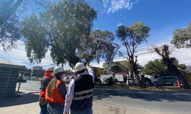 Seremi de Energía y SEC inspeccionaron en Calama trabajos de poda y despejes de arboles