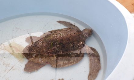 Tortuga olivácea es rescatada en Antofagasta