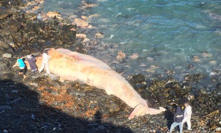Antofagasta: Comisión interinstitucional investiga varazones de ballenas