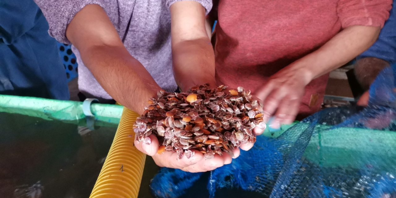 Cien mil semillas de ostiones cultivadas en ambiente controlado serán distribuidas a pescadores de la región