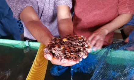 Cien mil semillas de ostiones cultivadas en ambiente controlado serán distribuidas a pescadores de la región