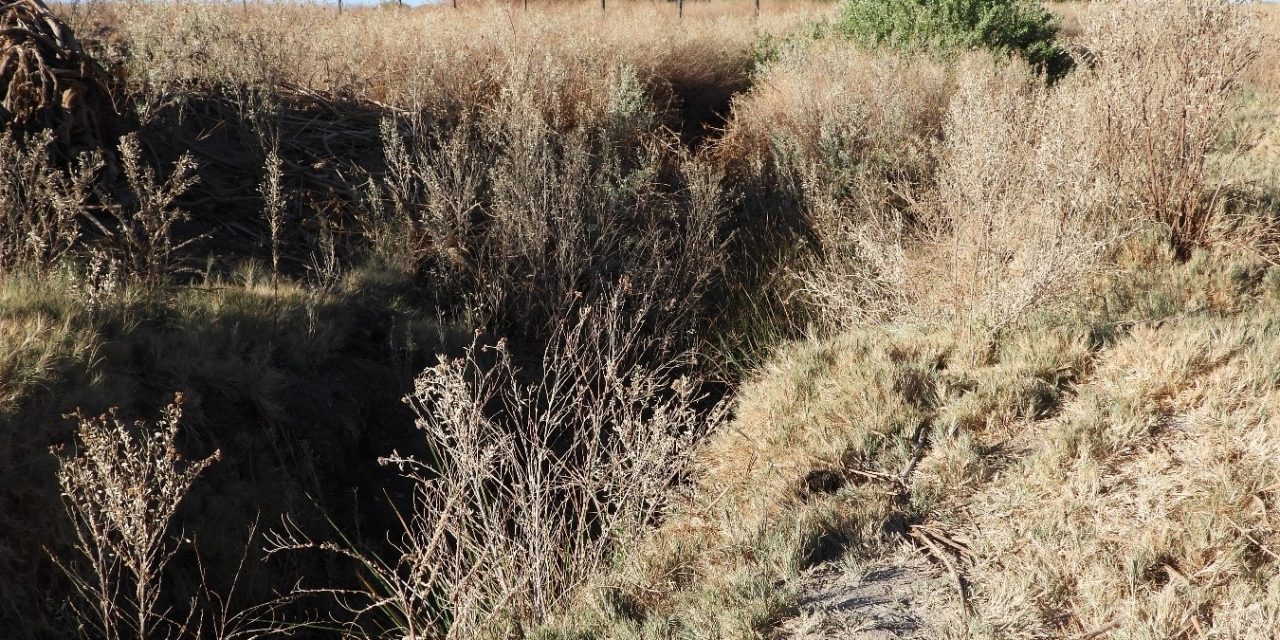 Entregan resultados del primer monitoreo de anfibios altoandinos en la región de Antofagasta