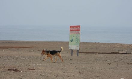 Ataques de perros ponen en  peligro fauna silvestre local