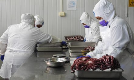 Envíos de pulpo diversifican la oferta exportable de Antofagasta con producto único en América