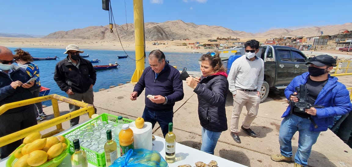 Instalarán el primer criadero de moluscos y algas en Mejillones