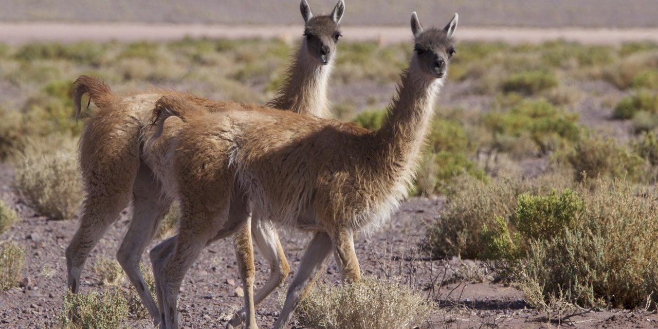 Con activa participación de estudiantes de la región de Antofagasta se desarrolla campaña educativa de la fauna local