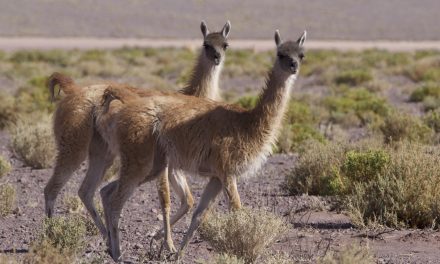 Con activa participación de estudiantes de la región de Antofagasta se desarrolla campaña educativa de la fauna local