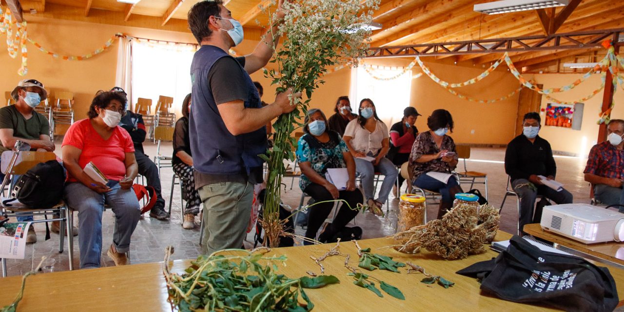 Agricultores de San Pedro de Atacama “en alerta”  por aparición de Mostaza Negra