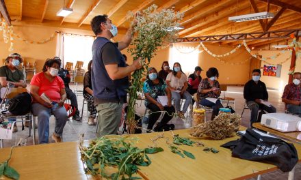 Agricultores de San Pedro de Atacama “en alerta”  por aparición de Mostaza Negra