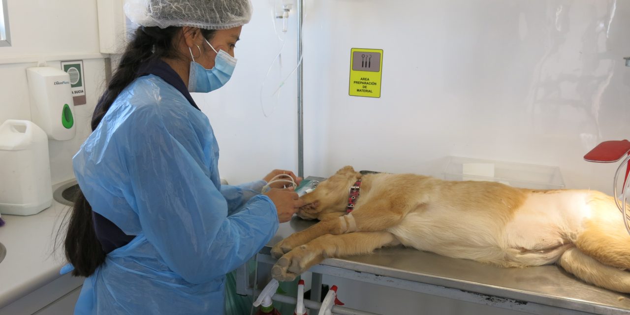 DECISIÓN DE SALUD MÁS IMPORTANTE HACIA TU MASCOTA: ESTERILIZAR O CASTRAR
