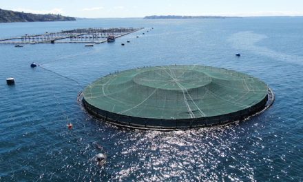 Chile lidera programa tecnológico para impulsar acuicultura sustentable en altamar con jaulas de cobre