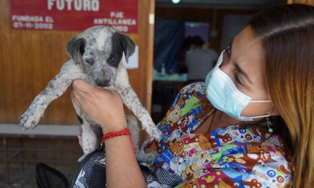 Fundación Anastasia realiza operativos para esterilizar a perros y gatos de Calama