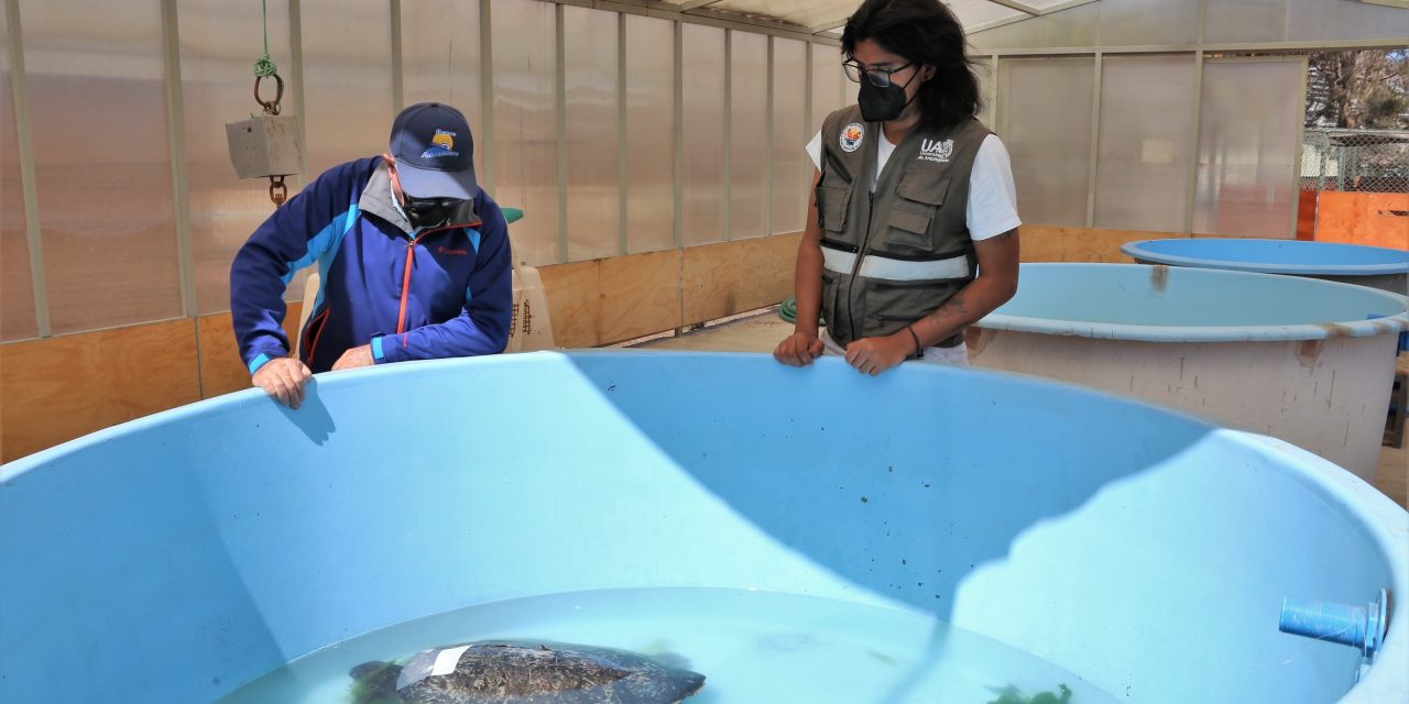Tortuga derivada desde Chiloé estará tres meses  en recuperación antes de retornar a su hábitat