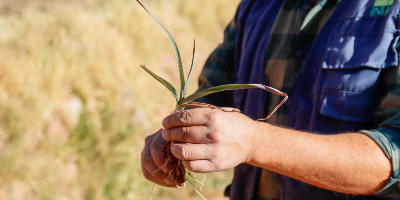 Hongos podrían recuperar producción  de ajos en Río Grande