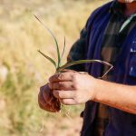 Hongos podrían recuperar producción  de ajos en Río Grande