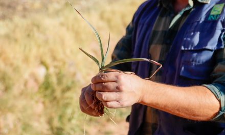 Hongos podrían recuperar producción  de ajos en Río Grande