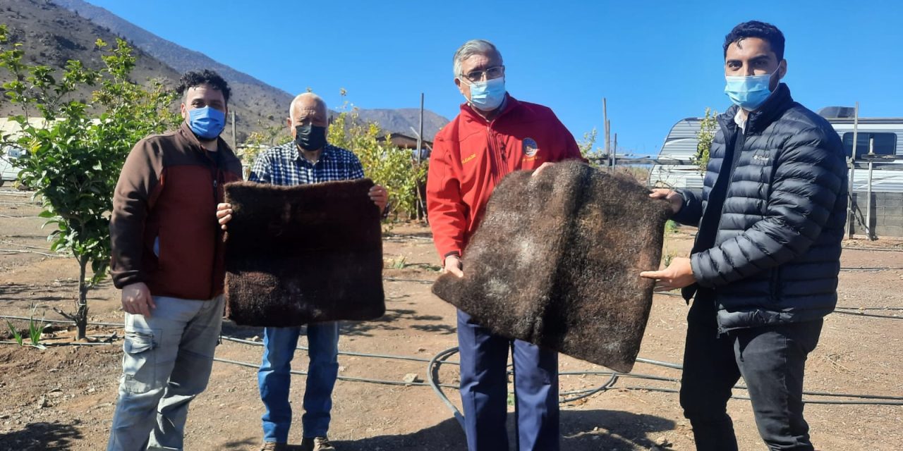 Alfombras de pelo para ahorro hídrico potenciarán la agricultura en el desierto