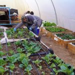 Junta de Vecinos Alto Jama celebró nueva cosecha con la entrega de hortalizas para vecinos y vecinas del sector