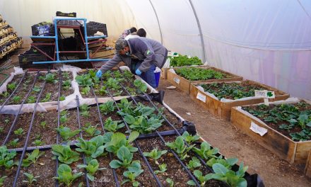 Junta de Vecinos Alto Jama celebró nueva cosecha con la entrega de hortalizas para vecinos y vecinas del sector